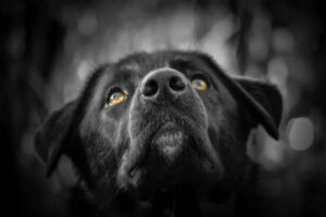 Portrait eines schwarzen Hundes.