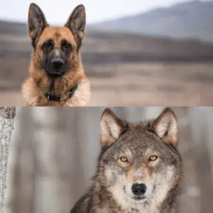 Hund und Wolf