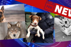 Hunde-News im Februar 2022
