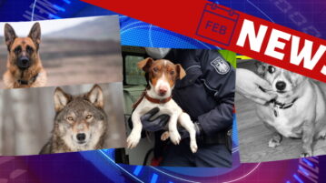 Hunde-News im Februar 2022