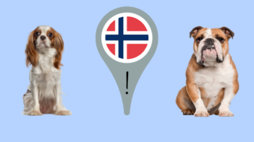 Ein Cavalier King Charles Spaniel und eine Englische Bulldogge