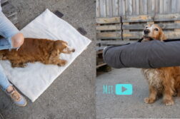 Redaktionshund Barney mit der Reisedecke Vagabund von Wolters