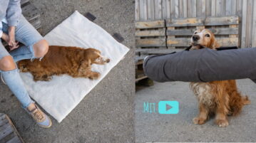 Redaktionshund Barney mit der Reisedecke Vagabund von Wolters