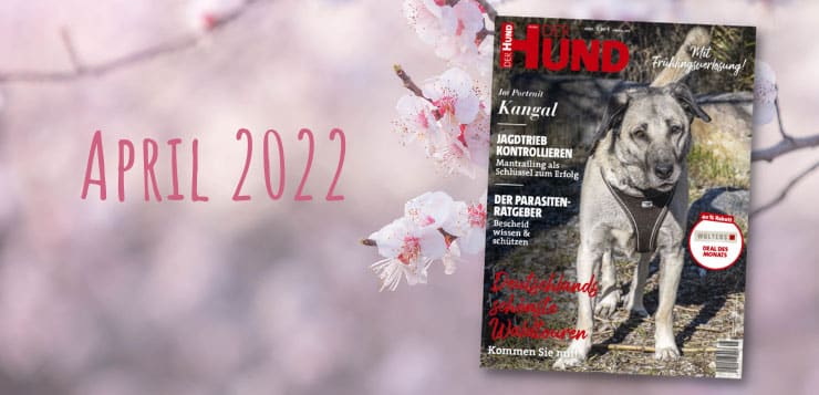 DER HUND Ausgabe April 2022