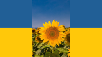 Das Foto einer Sonnenblume auf blau-gelben Hintergrund