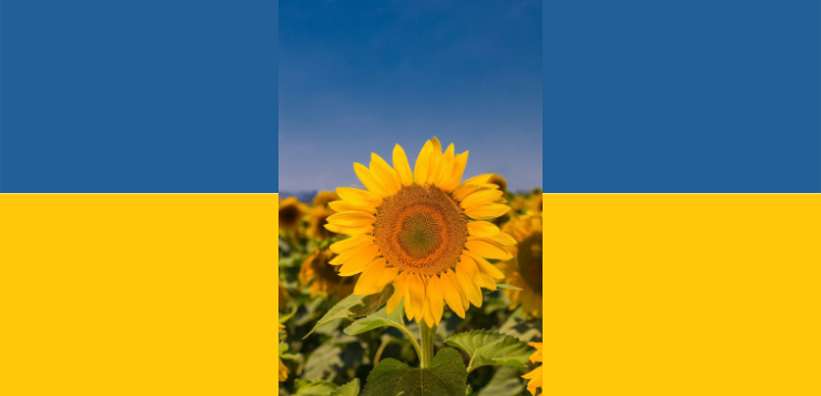 Das Foto einer Sonnenblume auf blau-gelben Hintergrund