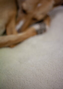 DERHUND_Paula-schlaeft-aufReisedecke