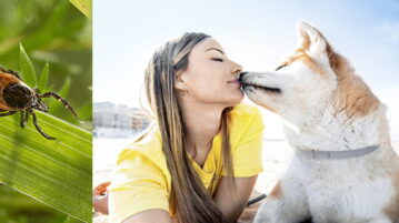 ACHTUNG ZECKEN! Gefahr für Hund und Mensch Links: Eine Zecke läuft auf einem Grashalm. Rechts: Eine Frau mit Hund