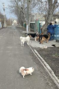 Hunde in der Ukraine bekommen Futter.