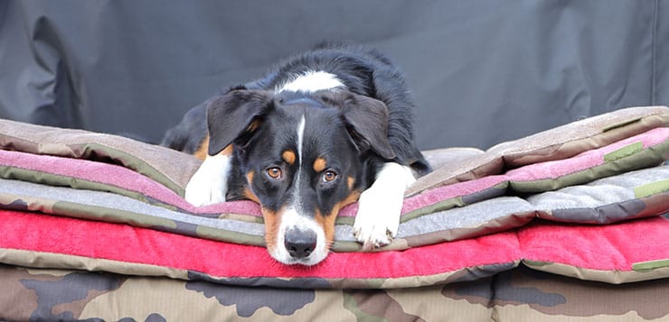 Traumhund Ostergewinn Traumhund Ostergewinn