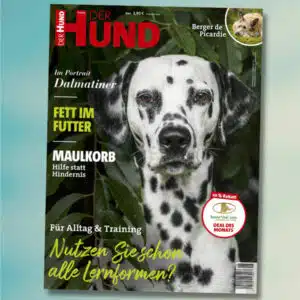 Auf der Mai-Ausgabe von DER HUND schaut Sie ein Dalmatiner-Rüde vor dunkelgrünem Hintergrund an. 