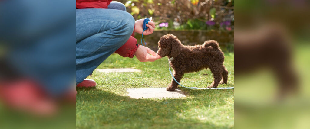 Ein brauner Pudelwelpe bekommt ein Leckerli. Die Person hält in der anderen Hand einen Clicker.