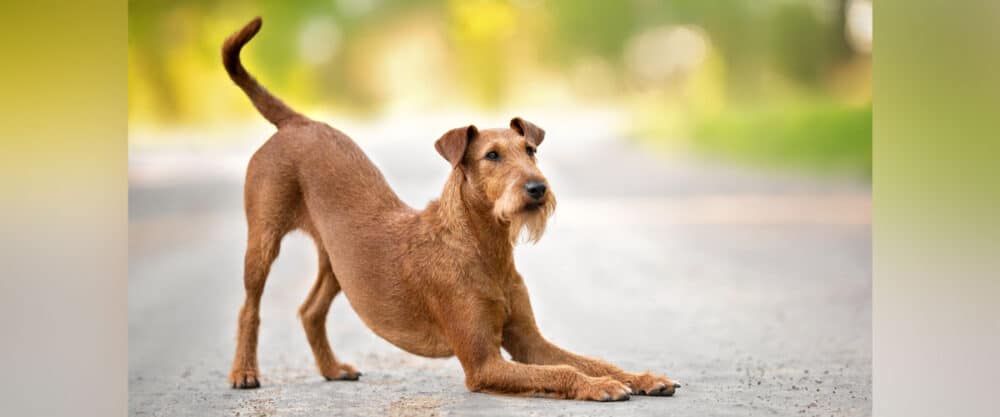 Irish Terrier vorne tief, hinten hoch, draußen vor sommerlichem Hintergrund
