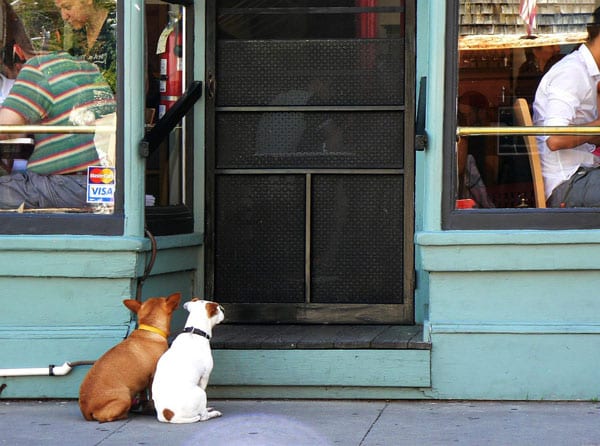Zwei Hunde sitzen vor der Tür eines Restaurants.