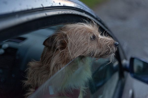 Ein mittelgroßer Hund schaut aus dem Fenster eines dunklen Handys