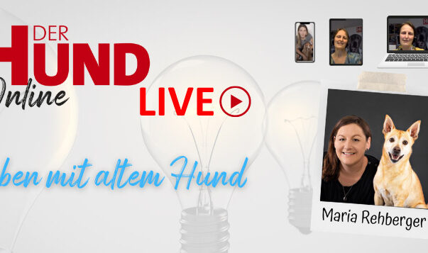 28. Juni: Abend-Webinar rund um Hundesenioren
