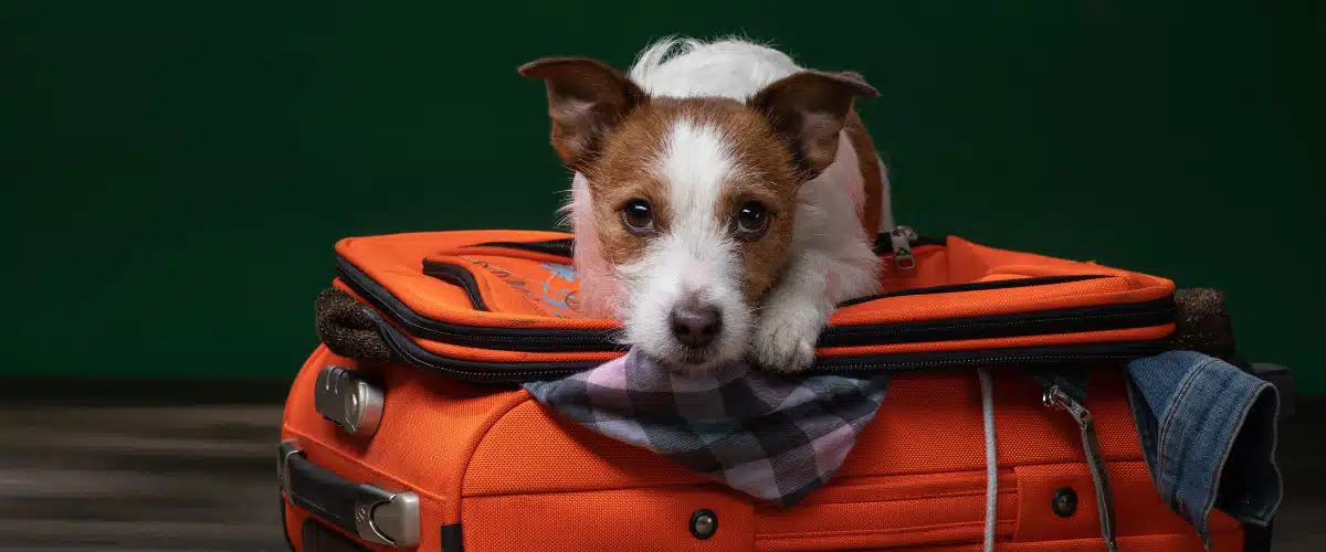 Kleiner Terrier liegt auf einem orangefarbigen Koffer und schaut in die Kamera.