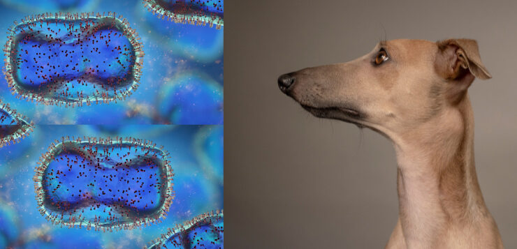 Können Hunde Affenpocken bekommen? » DER HUND