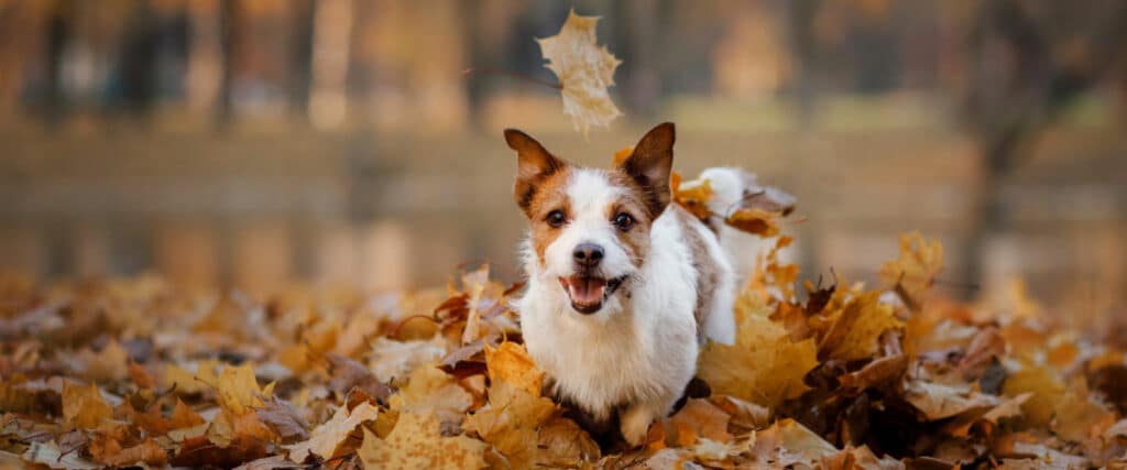 Kleiner Terrier rennt durch einen Haufen bunter Herbstblätter, ein Blatt fällt über ihm herunter