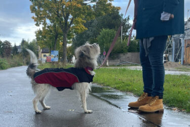 Terrier-Tiffy-Regenjacke