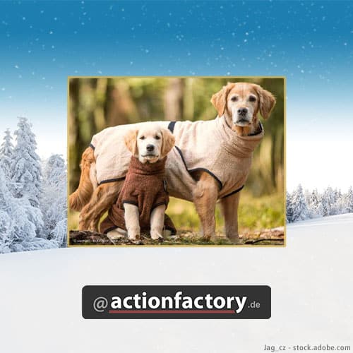 actionfactory