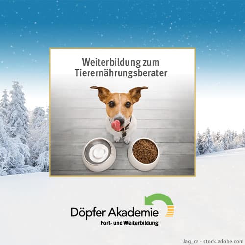 DH Adventskalender Döpfer Akademie