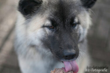DERHUND_Community-Test-Wow_Baika-2