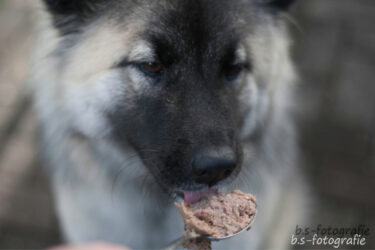 DERHUND_Community-Test-Wow_Baika-3