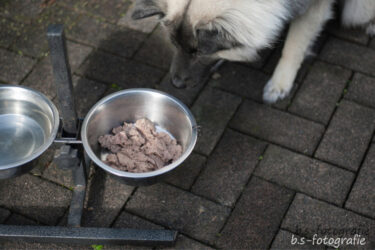 DERHUND_Community-Test-Wow_Baika-4