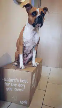 DERHUND_Community-Test-Wow_Heidi-1