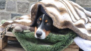 Adventskalender 2022: Traumhund
