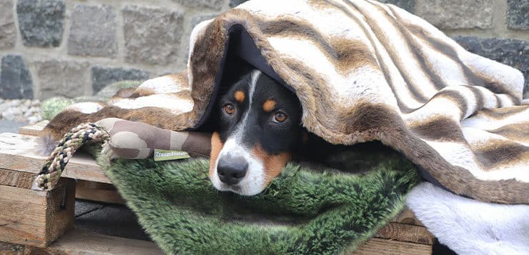 Adventskalender 2022: Traumhund