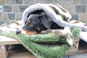Adventskalender 2022: Dog's Love