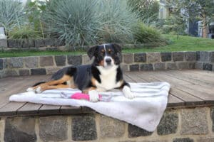 Adventskalender 2022: Dog's Love