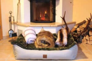 Adventskalender 2022: Dog's Love