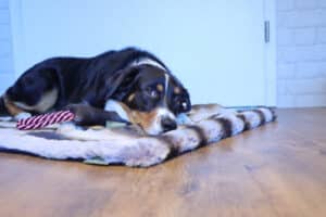Adventskalender 2022: Dog's Love