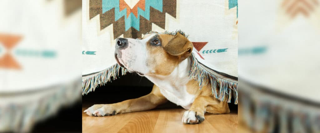 Silvester bedeutet für viele Hunde Stress. Wir können ihnen helfen, sollten aber rechtzeitig damit beginnen!