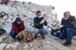 Tierschützer in Syrien helfen verletzten und heimatlosen Tieren.