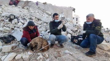 Tierschützer in Syrien helfen verletzten und heimatlosen Tieren.