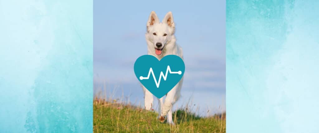 Weißer Hund läuft über eine Wiese, darüber ein türkisfarbenes Herz mit Herzschlag-Symbol.