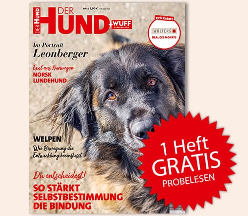 DER HUND Cover März