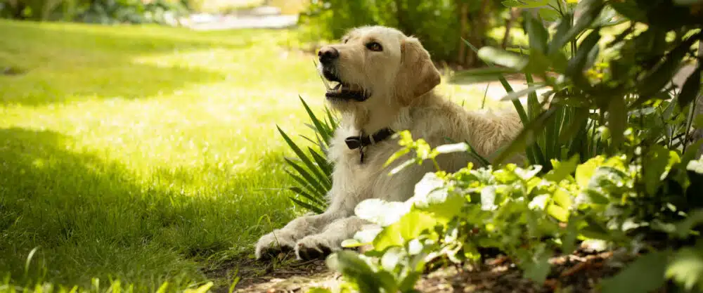 Ein blonder Hund liegt im Schatten in einem grünen Garten.