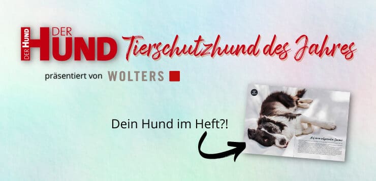 Wer wird DER HUND Tierschutzhund des Jahres?