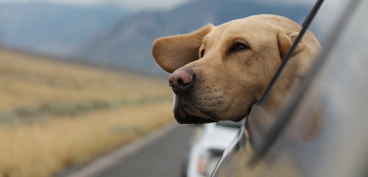 Das Reisen mit dem Hund kann zu einer der bereicherndsten Erfahrungen werden, wenn ihr diese Aspekte beachtet. 