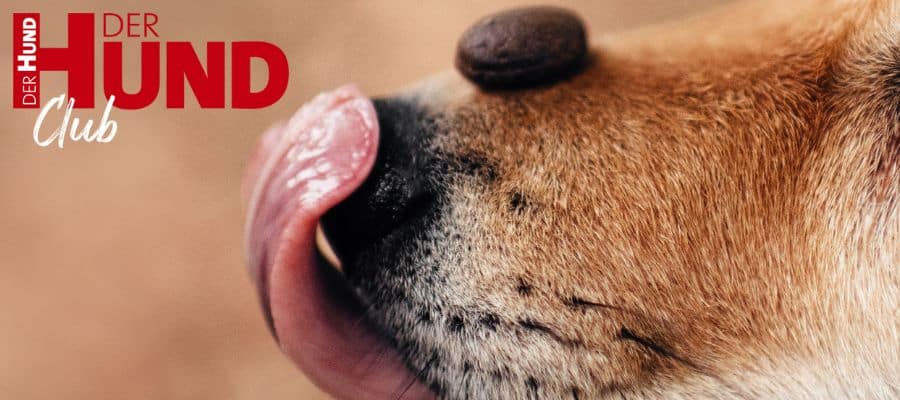 Was steckt hinter der Zutatenliste deines bevorzugten Hundefutters? Das Hundefutter-Lexikon weiß es!