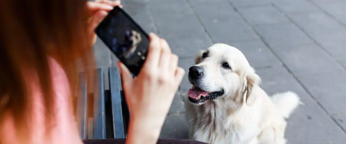 Hunde fotografieren