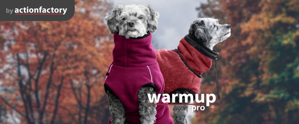 Kleiner grau-weißer Hund in pinken und in rotem Cape von actionfactory, herbstlicher Hintergrund