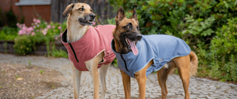DdM im DER HUND Club: 25 % Rabatt bei WOLTERS