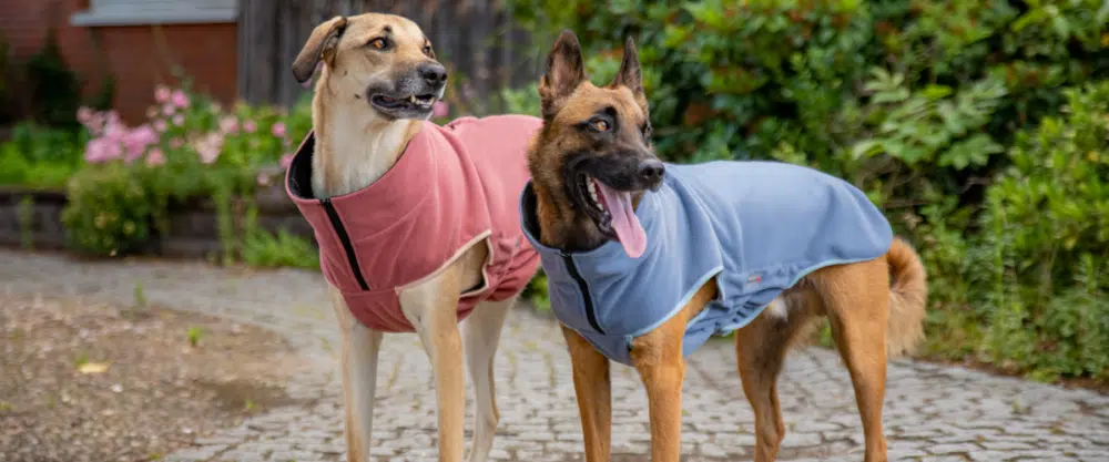DdM im DER HUND Club: 25 % Rabatt bei WOLTERS