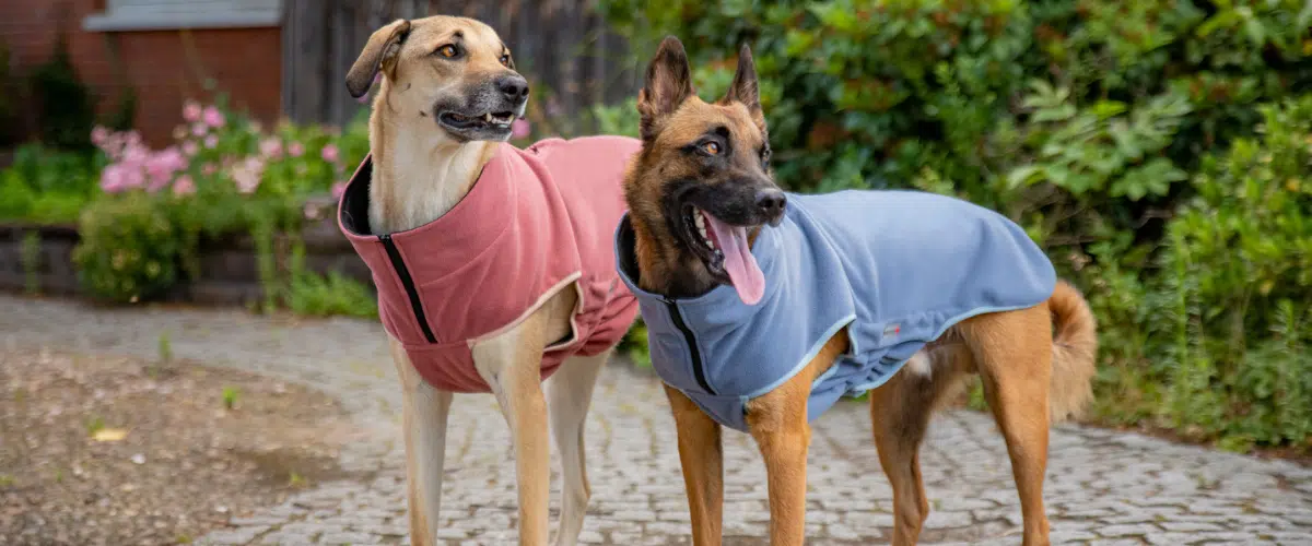 DdM im DER HUND Club: 25 % Rabatt bei WOLTERS